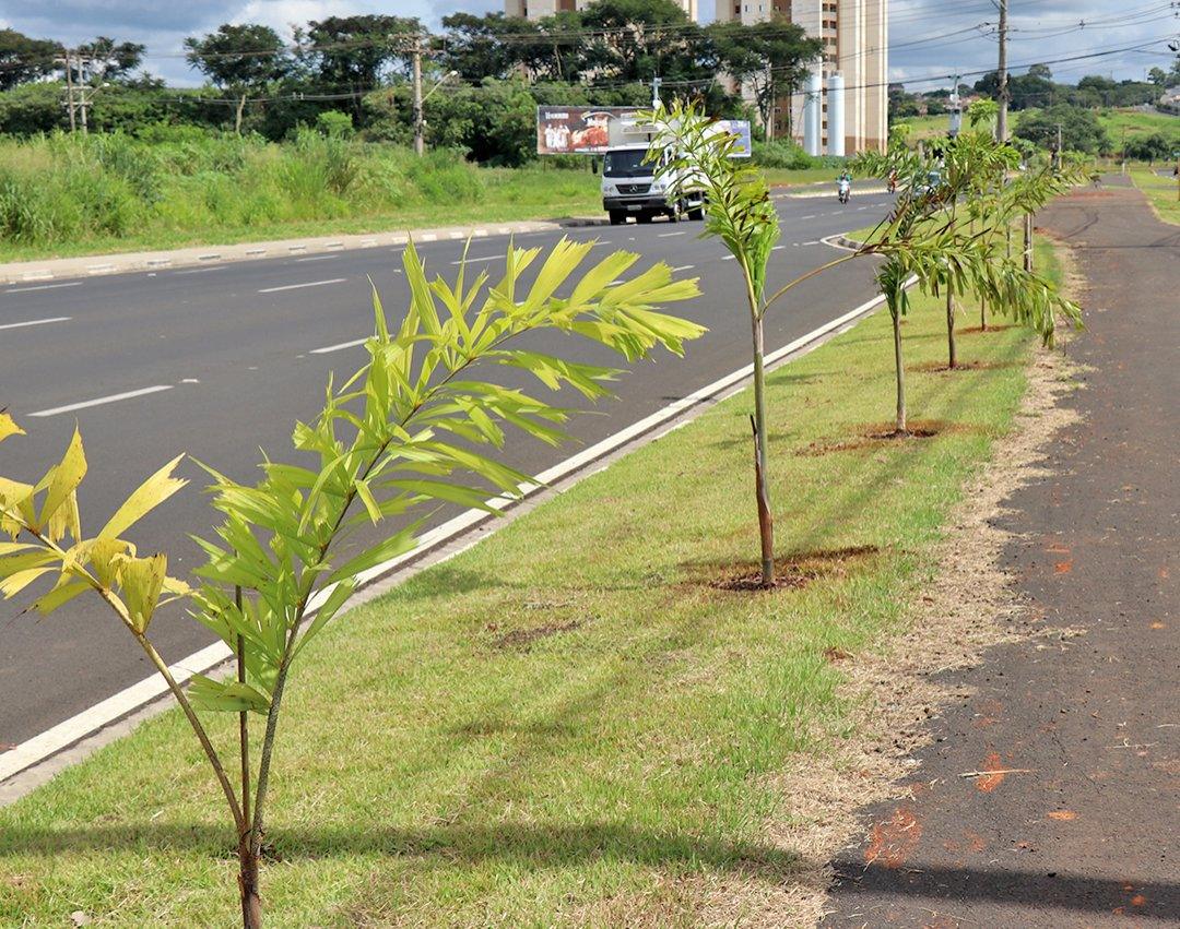 SAAMA promove plantio de 28 mudas de árvores no canteiro central da Avenida Brasil