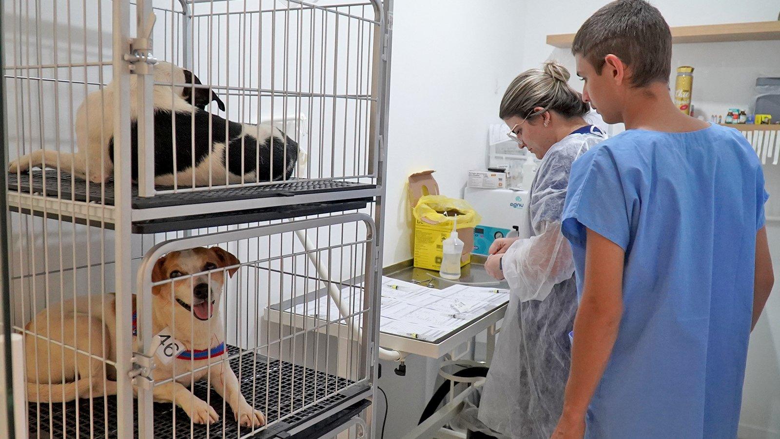 Mais de 250 animais são castrados pelo Programa de Castração Animal da Prefeitura