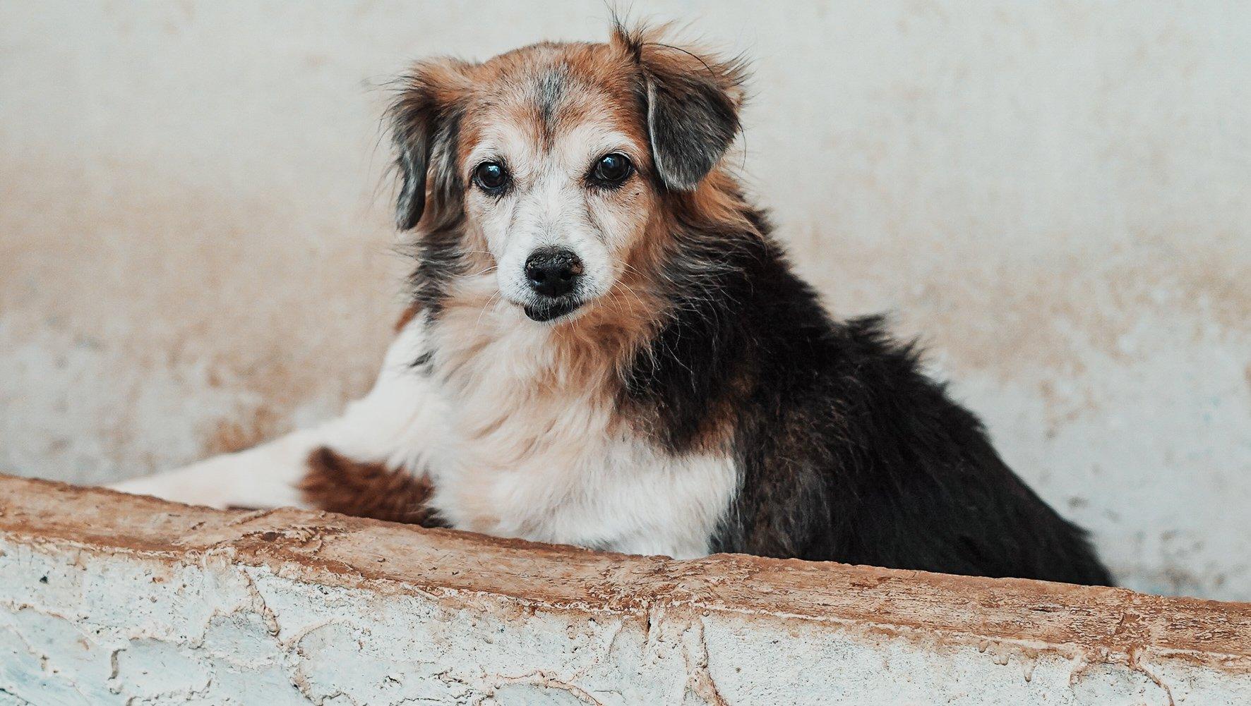 Secretaria de Bem-Estar Animal promove encontro com protetores e simpatizantes da causa animal