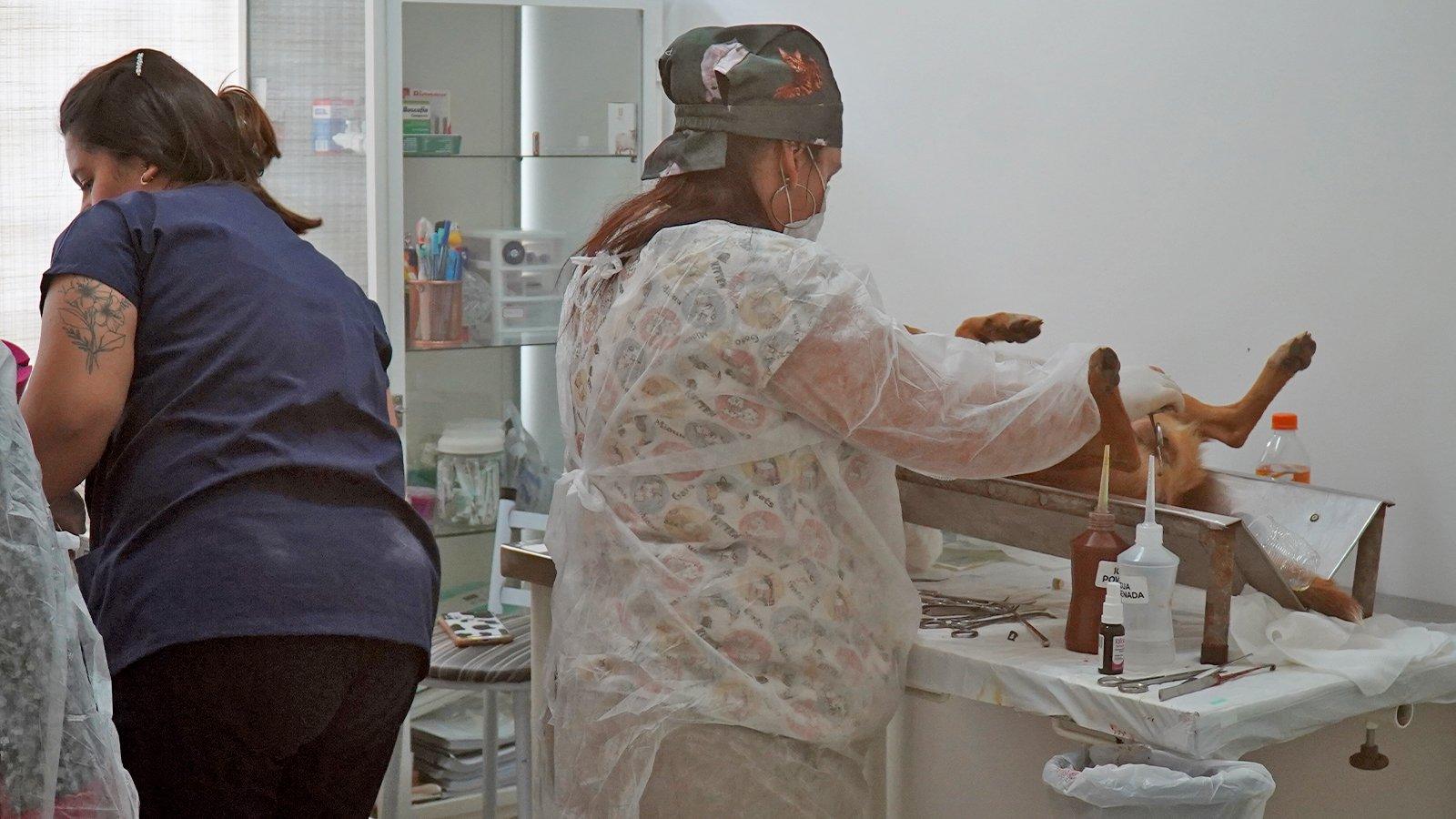 Secretaria de Bem-Estar Animal abre novas vagas para castração de cães e gatos
