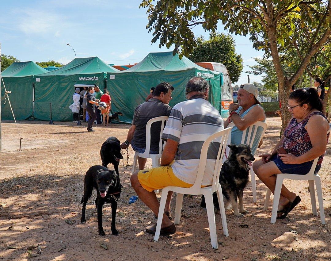 Cerca de 200 castrações são feitas pelo Programa de Castração Animal em Martinho Prado Júnior