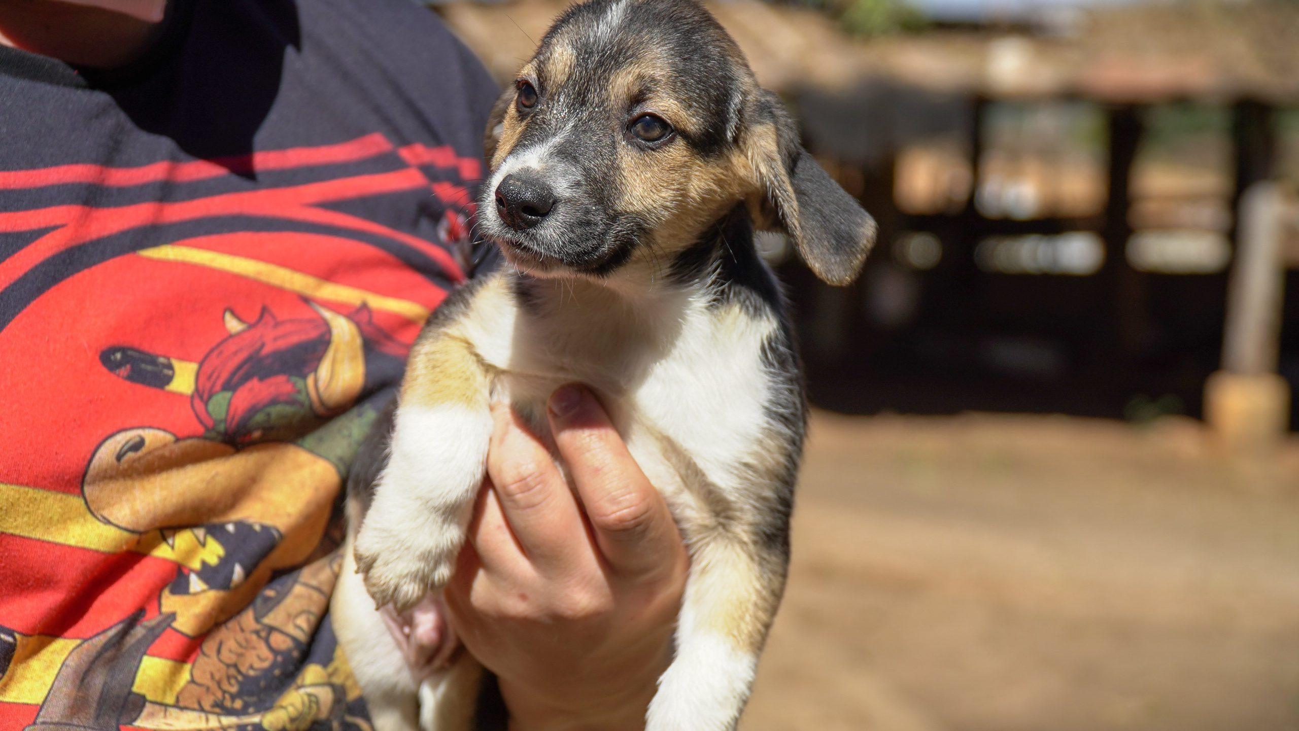 Zoonoses promove neste sábado 4ª edição da Feira de Adoção de Cães e Gatos