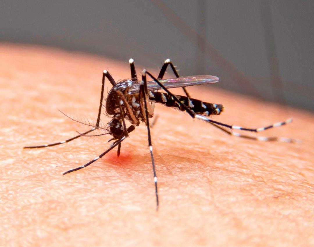 Dengue ultrapassa 700 casos da doença na cidade