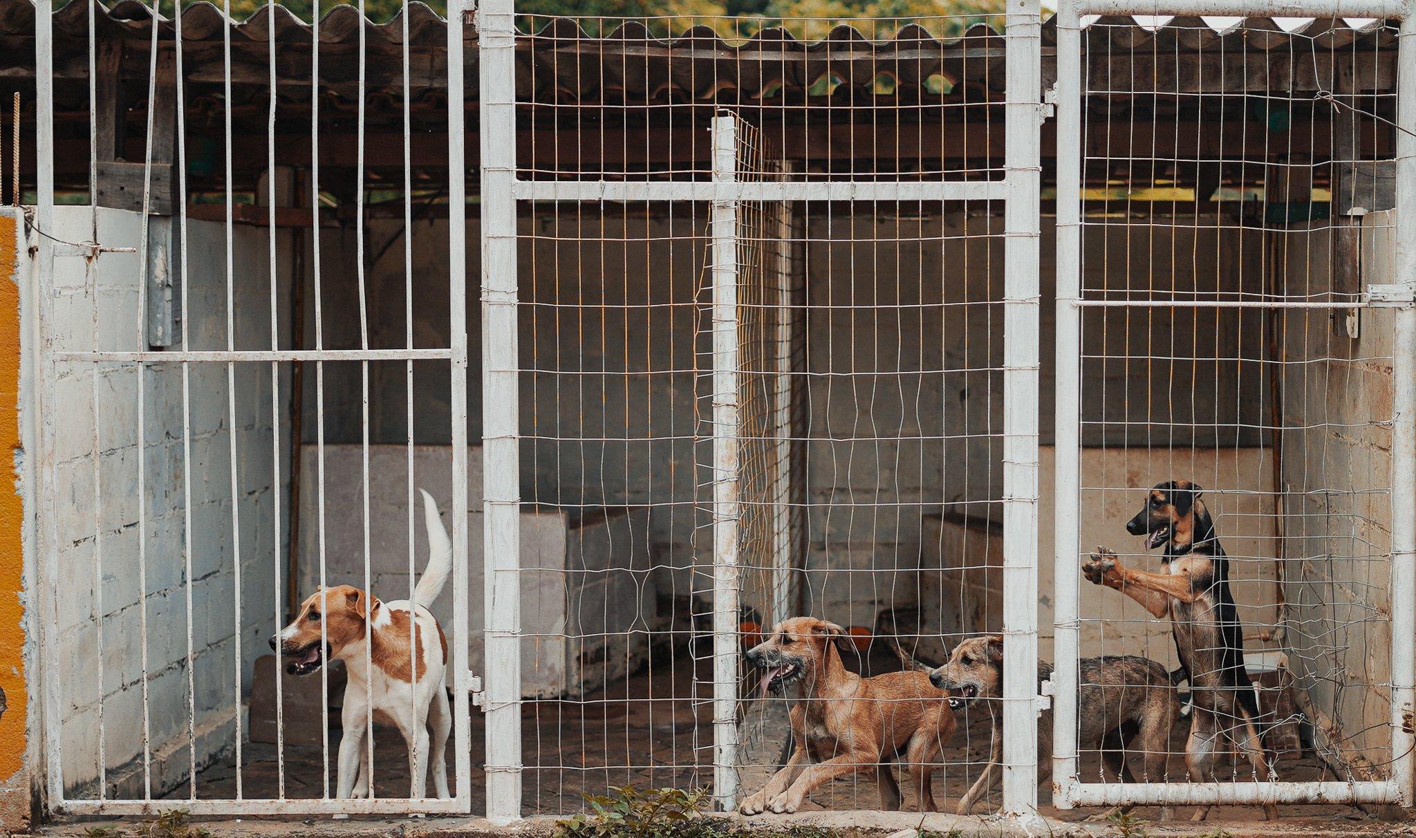 Câmeras de segurança serão instaladas para coibir abandono de animais no Zoonoses