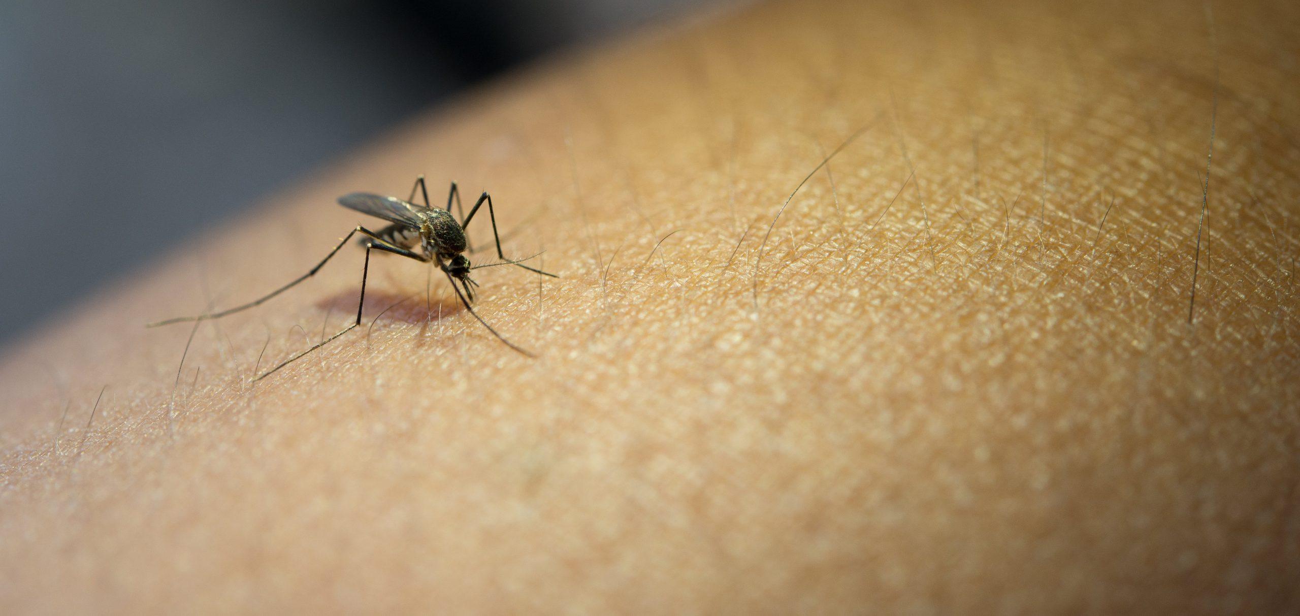 Vigilância Epidemiológica faz alerta sobre o combate ao Aedes aegypti