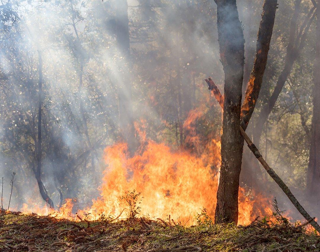 Secretaria Estadual de Meio Ambiente disponibiliza guia online sobre prevenção contra incêndios florestais