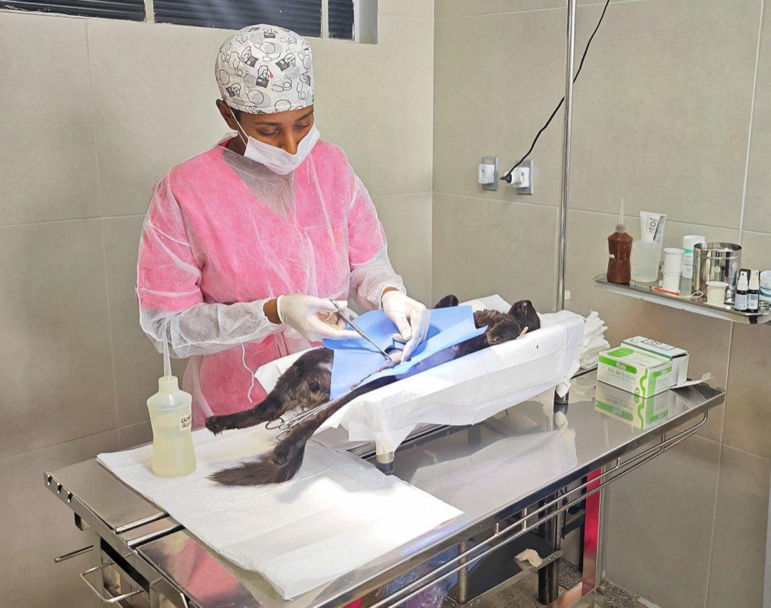Castração gratuita: Reta final nas inscrições com vagas apenas para cães e gatos machos 