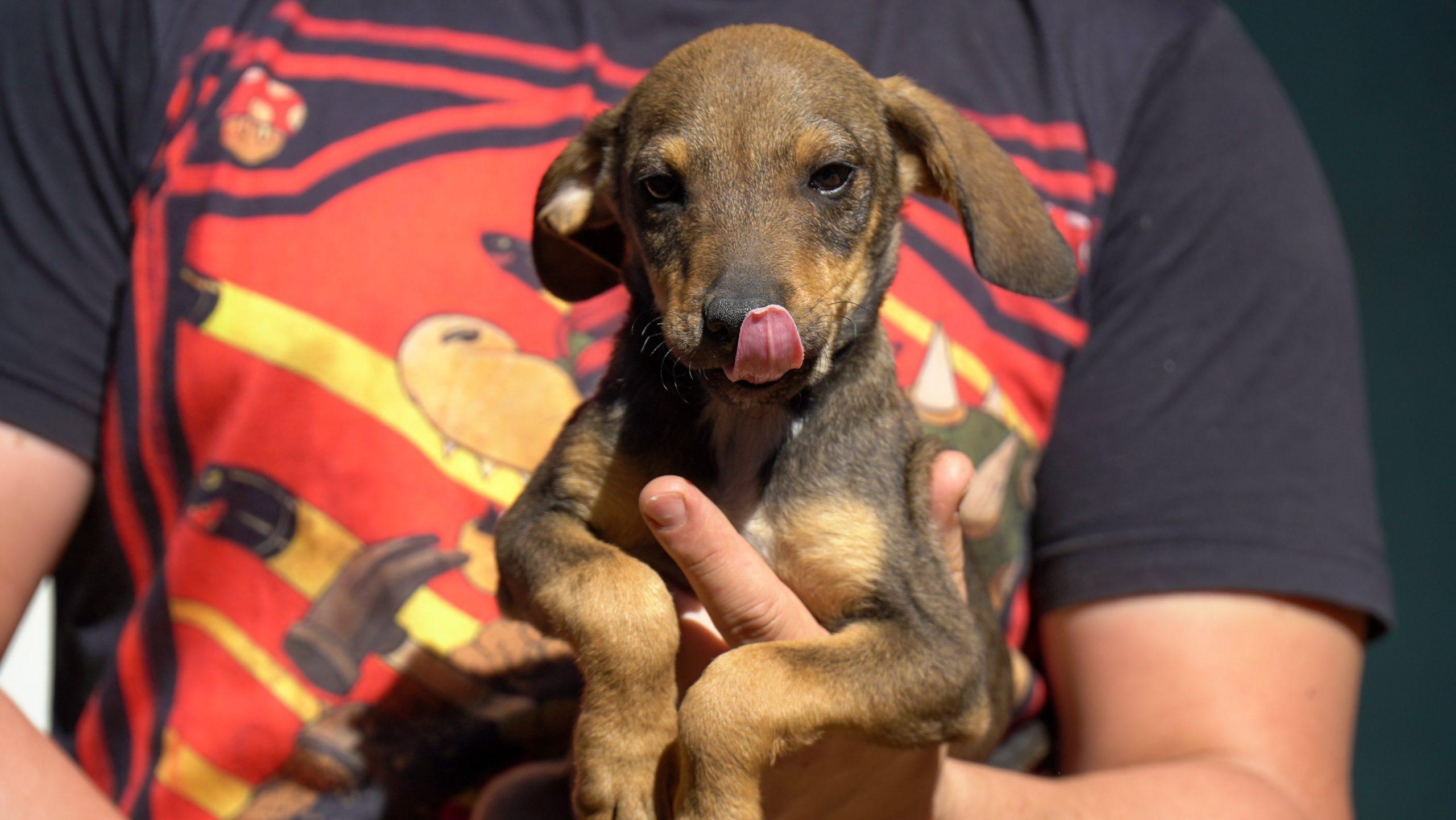 Zoonoses promove Feira de Adoção de Cães e Gatos no sábado